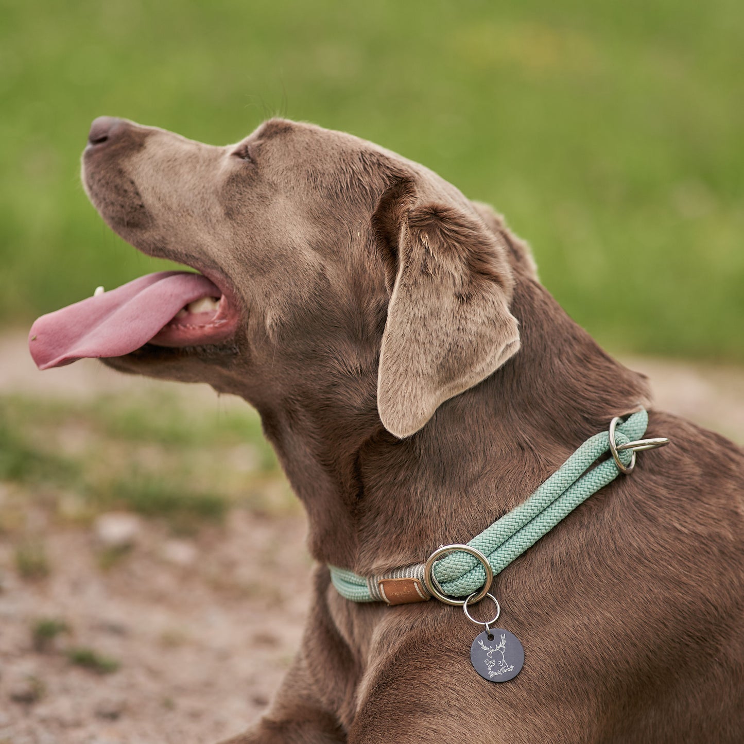 Hundemarke