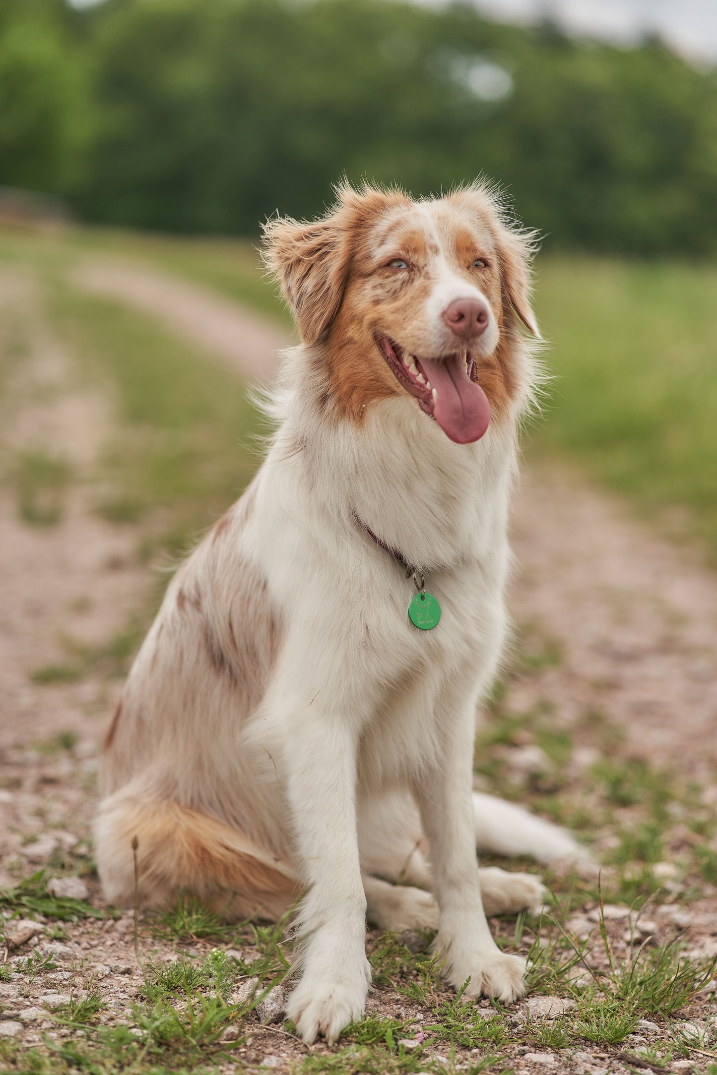 Hundemarke